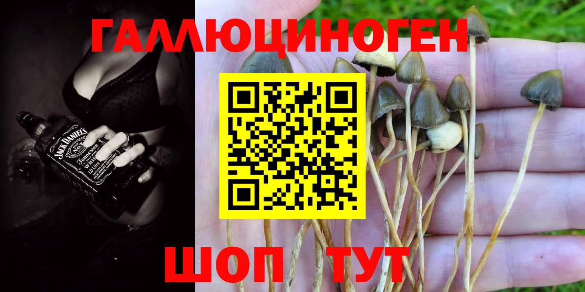 Галлюциногенные грибы Cubensis Кыштым